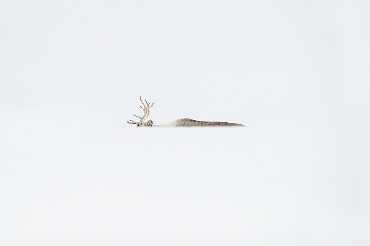 Svalbard Reindeer