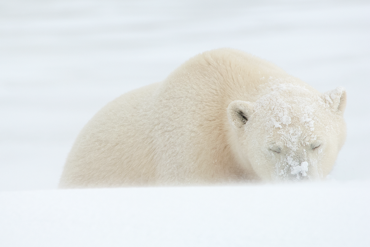 Polar Bear