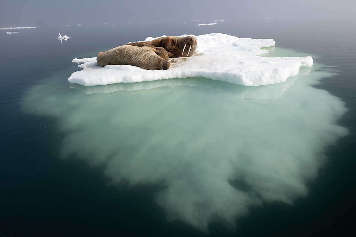 Walrus